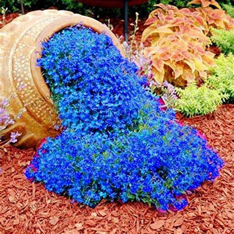 Revitalize Your Outdoor Space with Magic Carpet Ground Cover